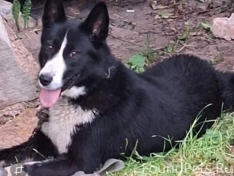 Пропала собака, Янино