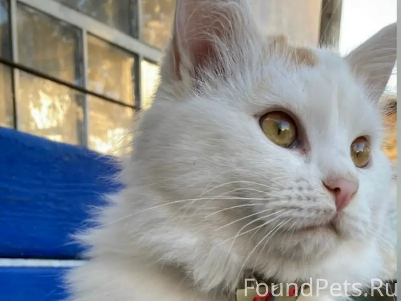 Пропал кот Мурчик, с. Ромашкино