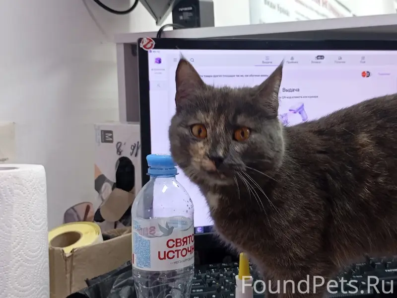 Найдена кошка, ПВЗ