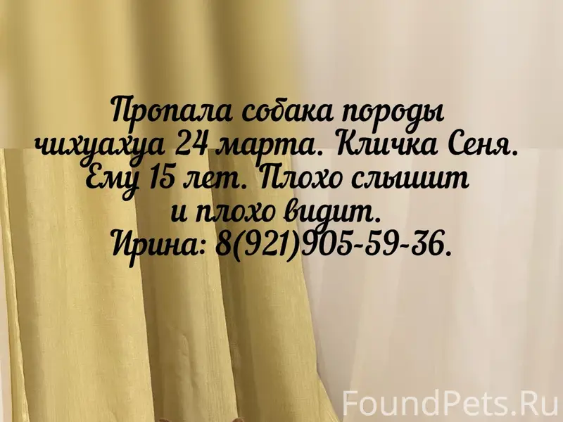 Пропала чихуахуа, последний раз видели в Коммунаре