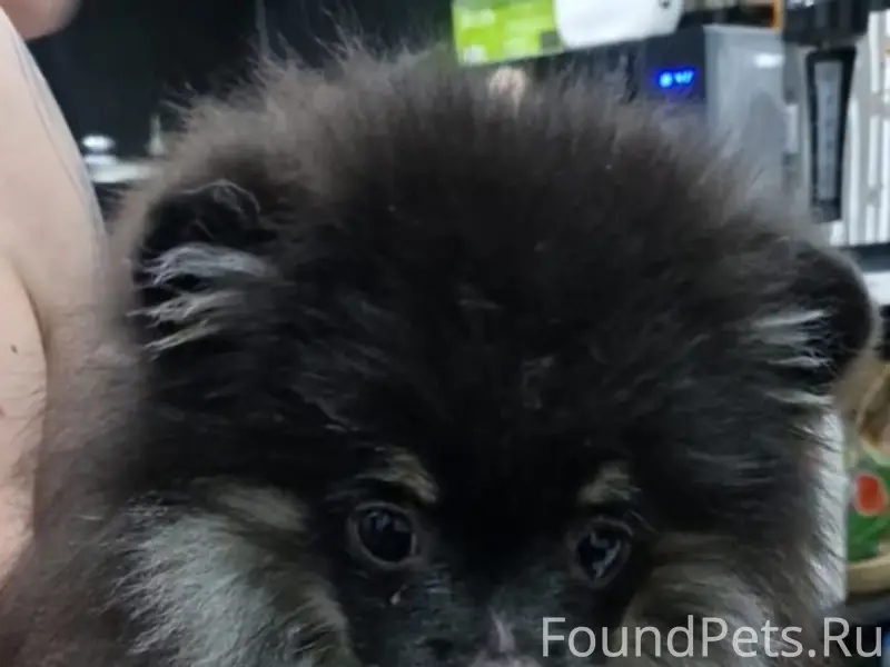 Пропал немецкий шпиц, район машзавода