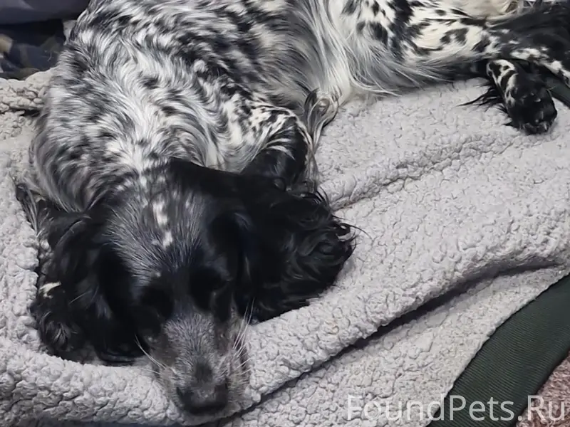 Найден щенок, трасса Юрьевец — Кинешма, Вичуга