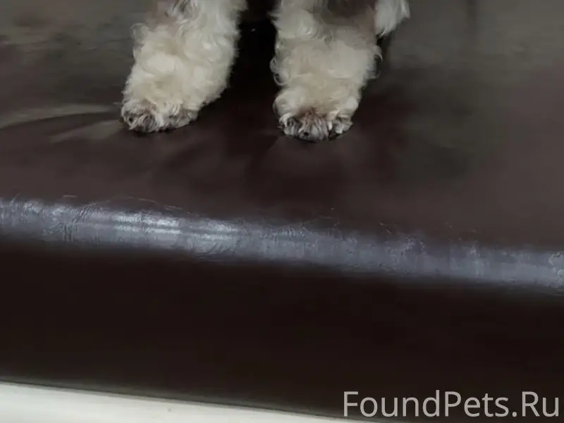 Пропала собака, д. Завражье