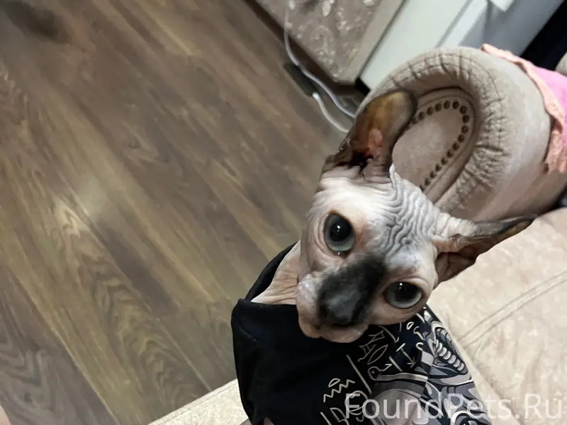 Пропала кошка сфинкс, ул. Базарная 19