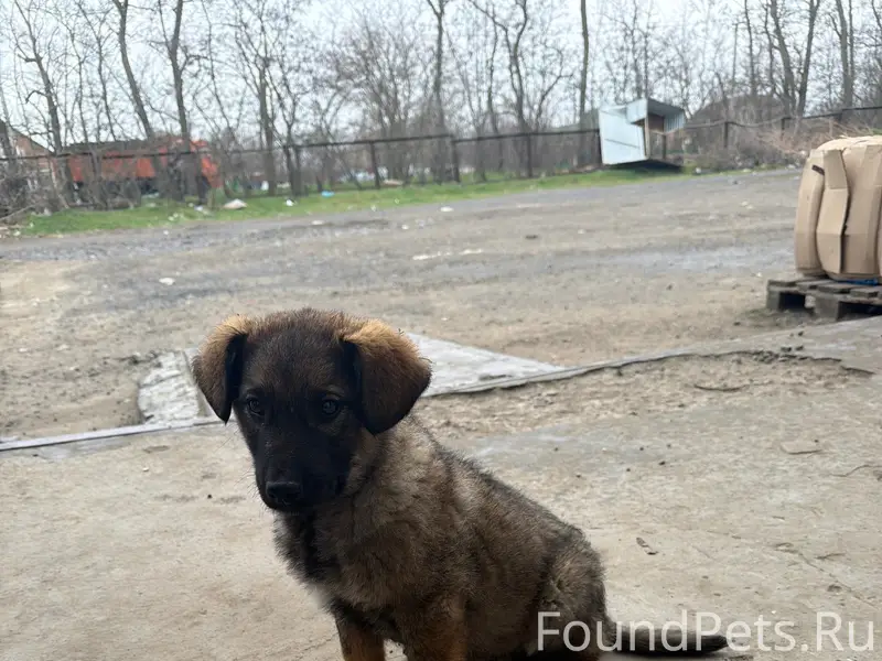 Пропал щенок