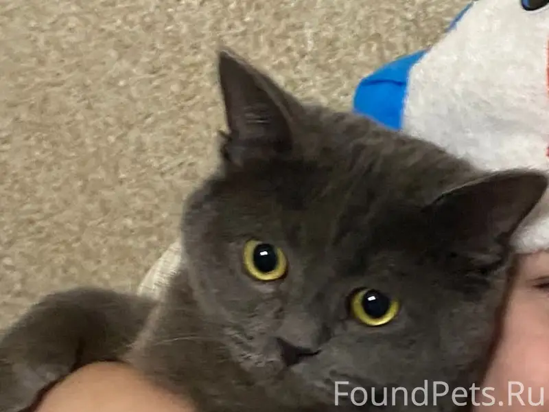 Пропал серый кот, Зеленодольск, парк Алтынова