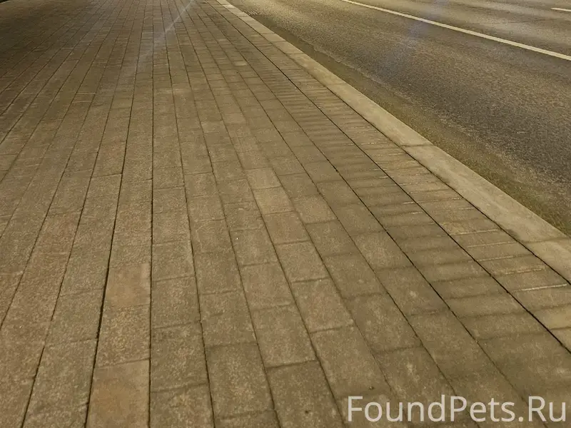 Пропала собака рыже-шоколадного окраса, Москва