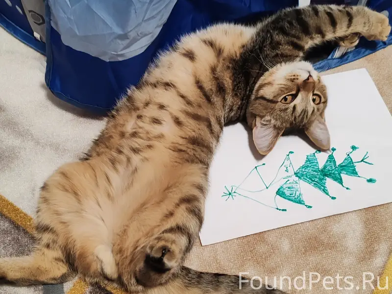 Пропал кот, Северный район