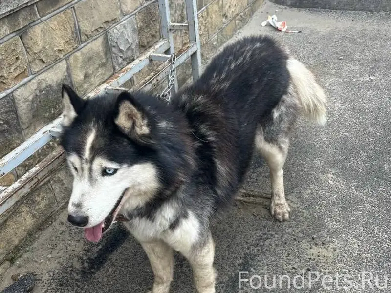 Найден пёс, рынок