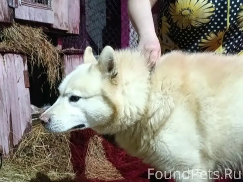 Найден хаски или метис Хорс, г. Бузулук