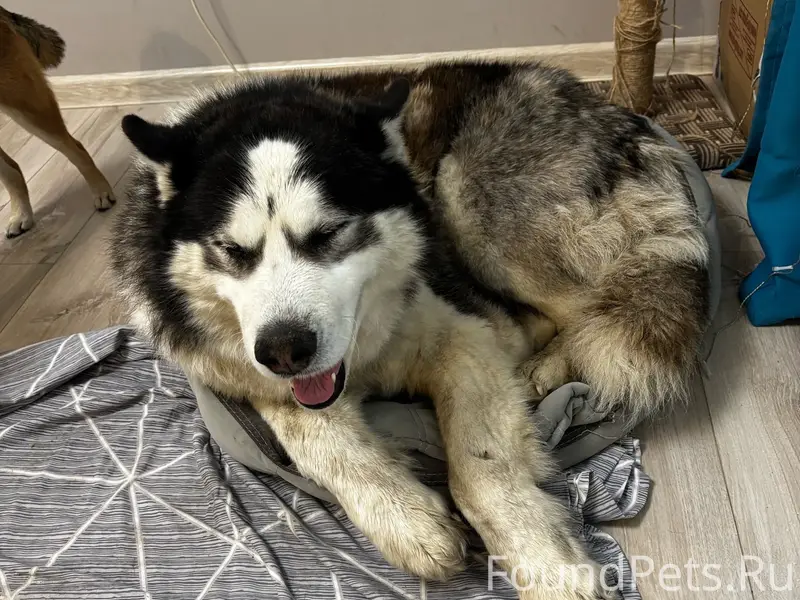 Найден хаски, старый Кировск