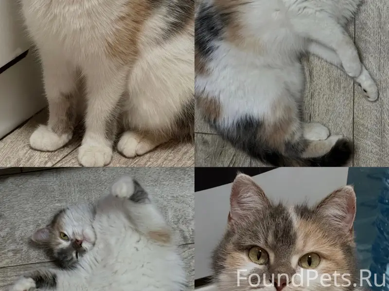 Пропала кошка, Новая Соковка