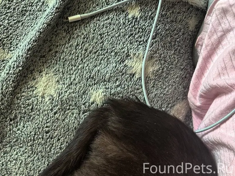 Пропала кошечка, Динас