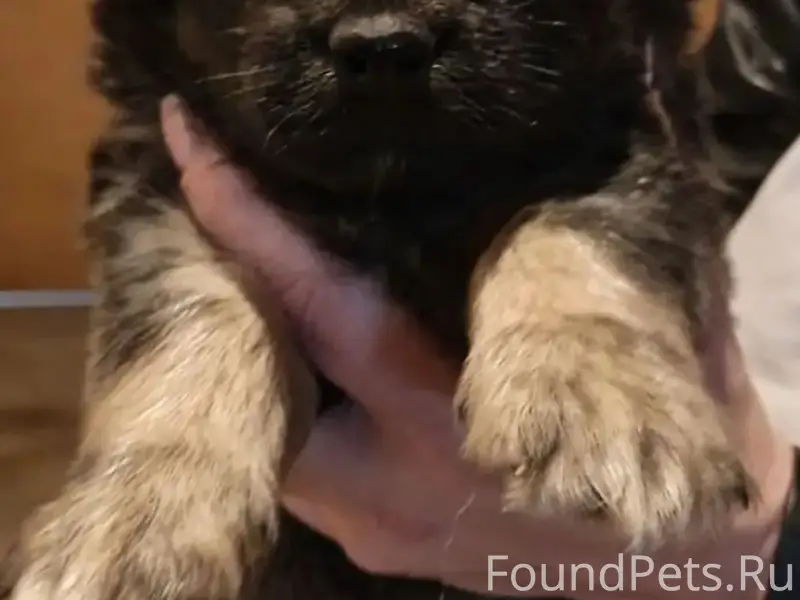 Найден щенок девочка, ул. Мартемьянова