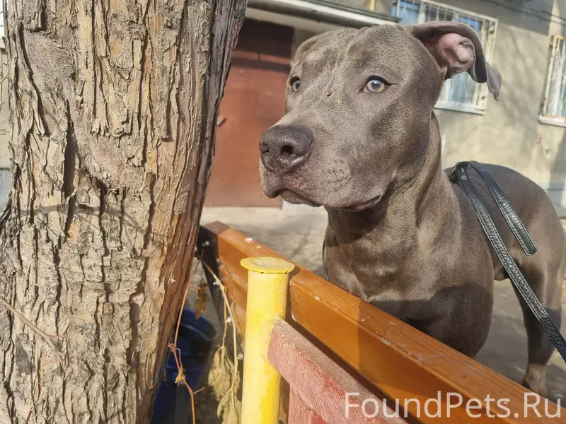 Найден американский питбультерьер, Екатеринбург, мкр пионерский