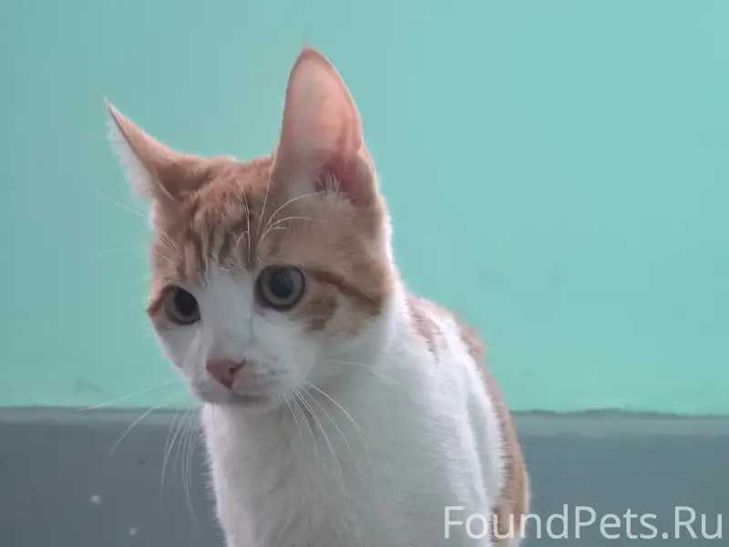 Найден молодой кот, ул. Белы Куна