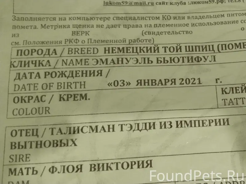 Пропала девочка померанский шпиц Марго, последний раз видели на Холмогорова