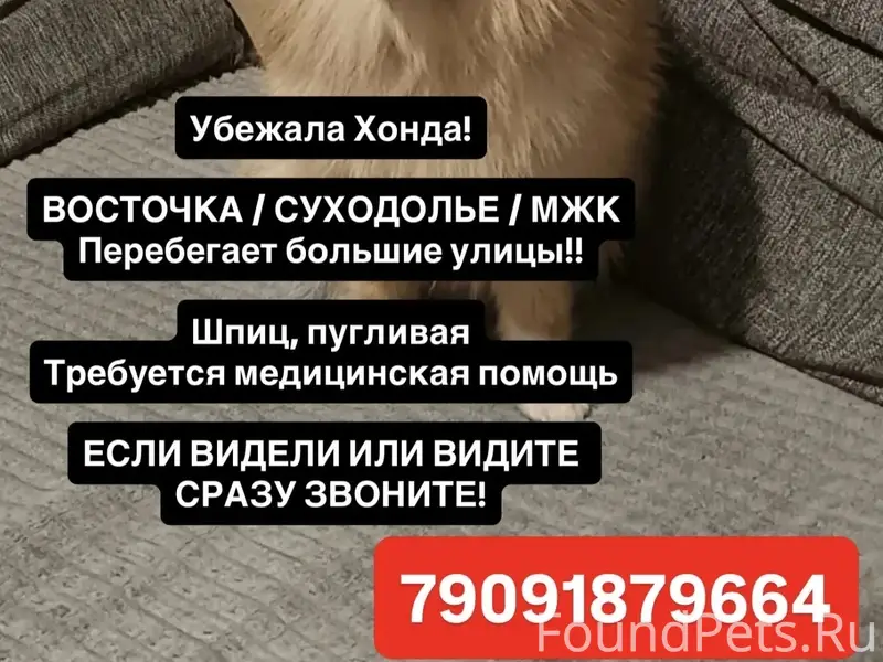 Пропала собака, неизвестное местоположение