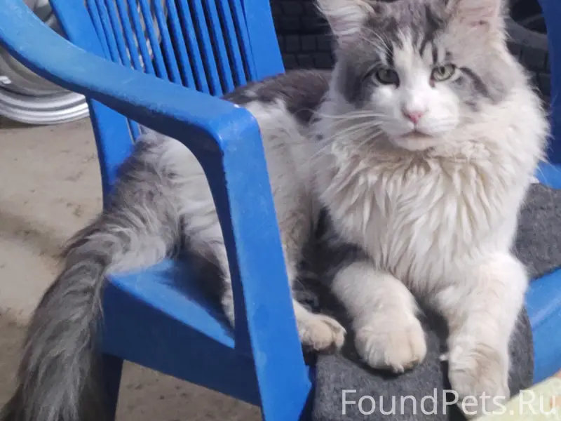 Пропал мейн-кун, район ул. Чёрная гряда