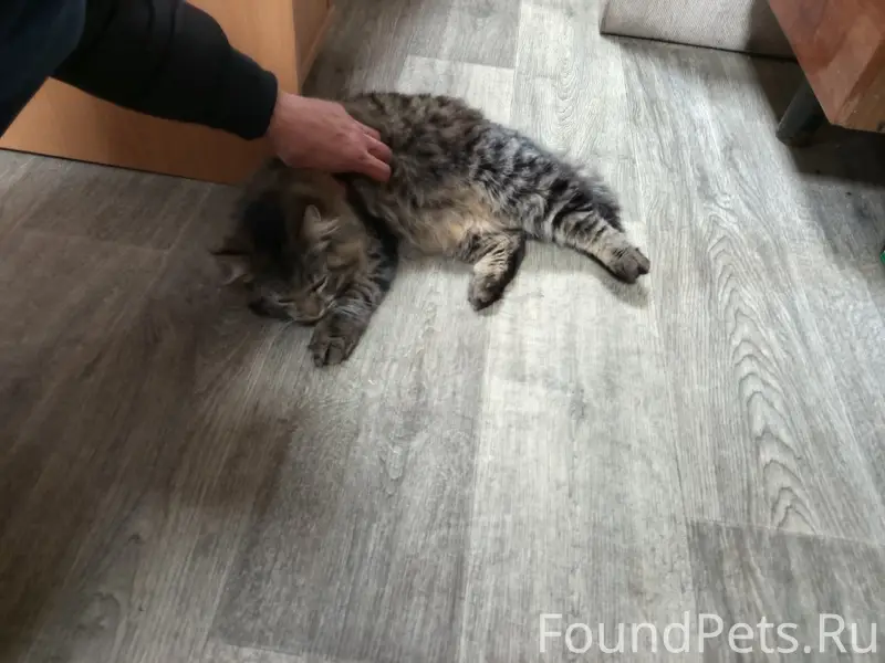 Найден кот, Апатиты