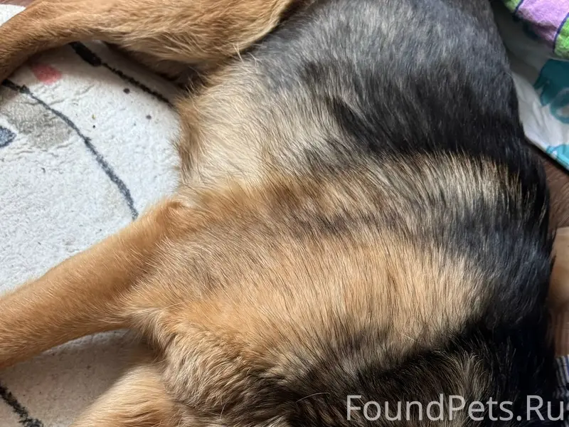 Найден пес с ошейником, Братск, Энергетик