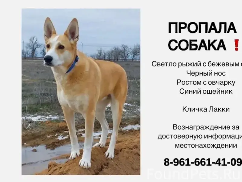 Пропала собака, 37-38 мкр