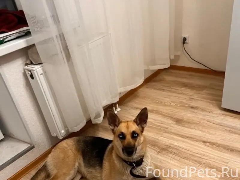 Пропала собака Луна, поселок Торфяное