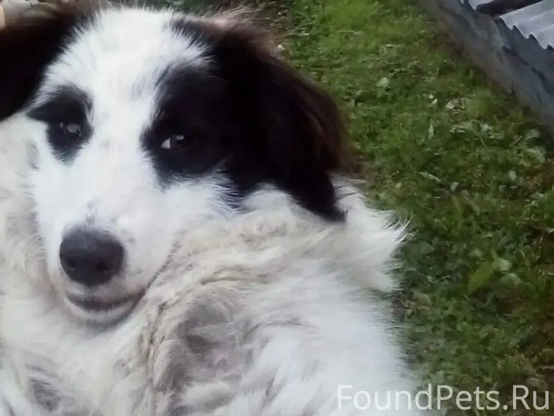 Пропала собака, Третья шахта