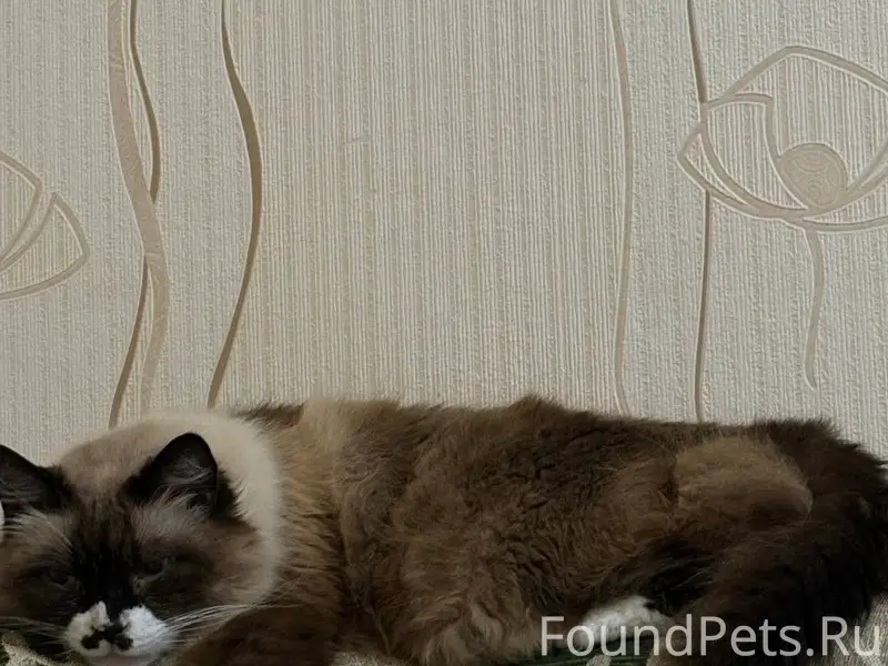 Пропал кот Пушок, Максимова, 22