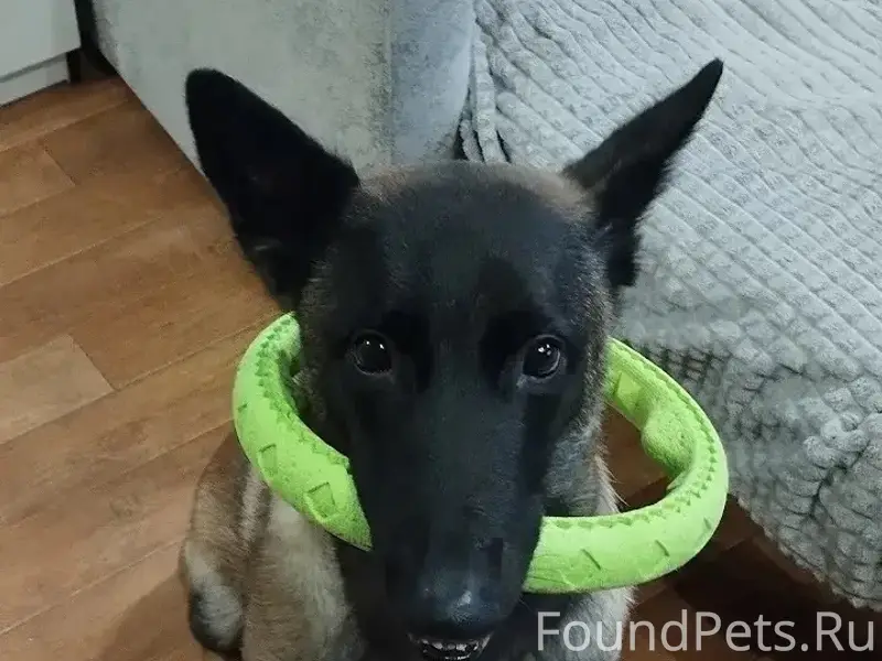 Пропала бельгийская овчарка, Верхняя Пышма