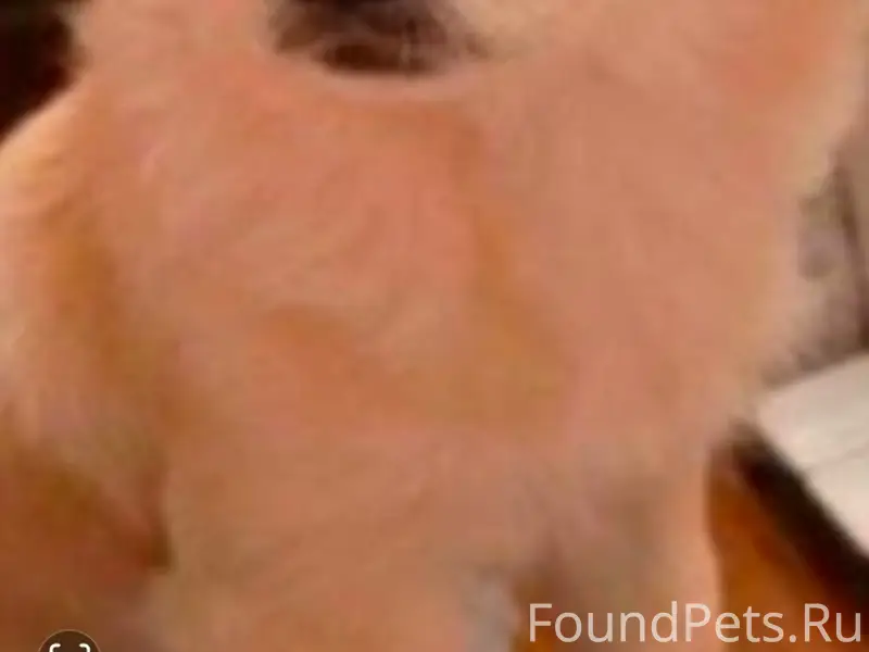 Пропала собака Ева, Москва, район Братеево