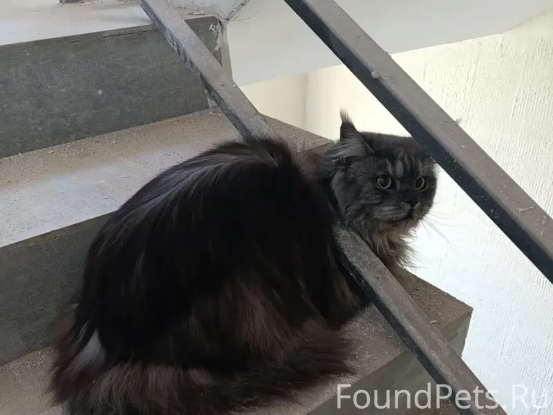 Пропал мейн-кун, Скрылья