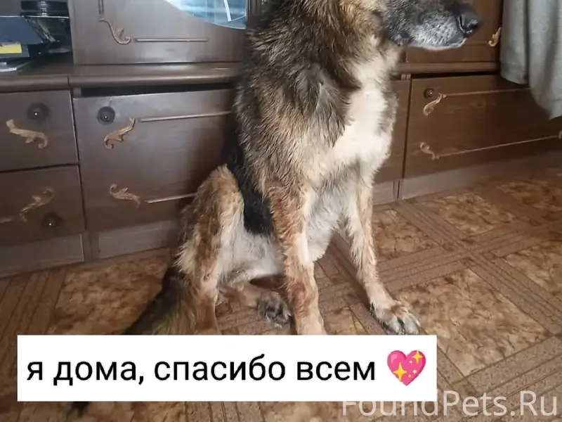 Найдена собака Арон