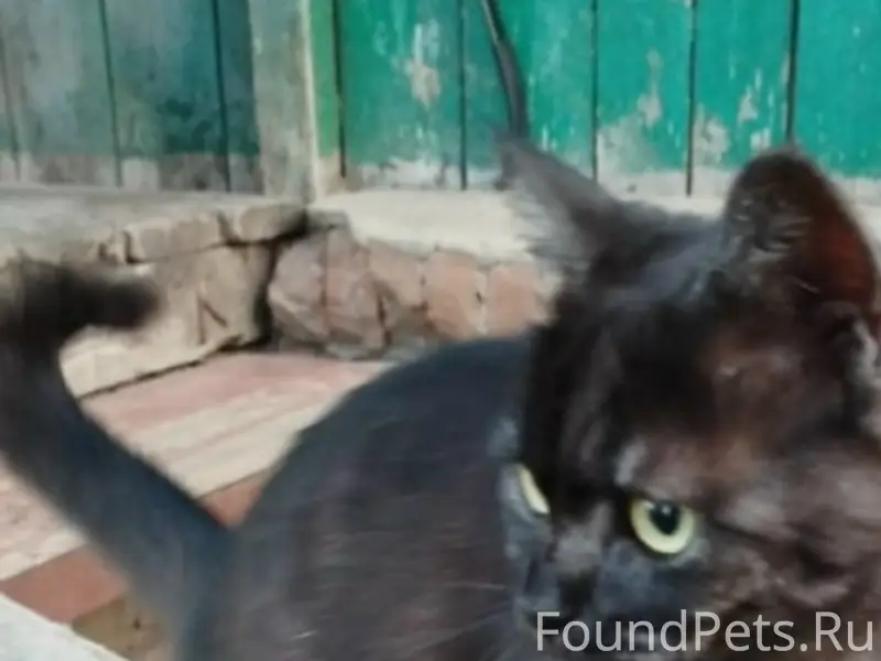 Пропала кошка Лялька, район арбата