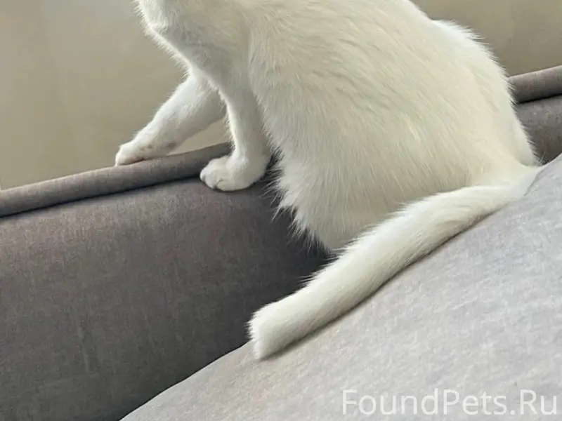 Пропала кошка Чара, Ростов