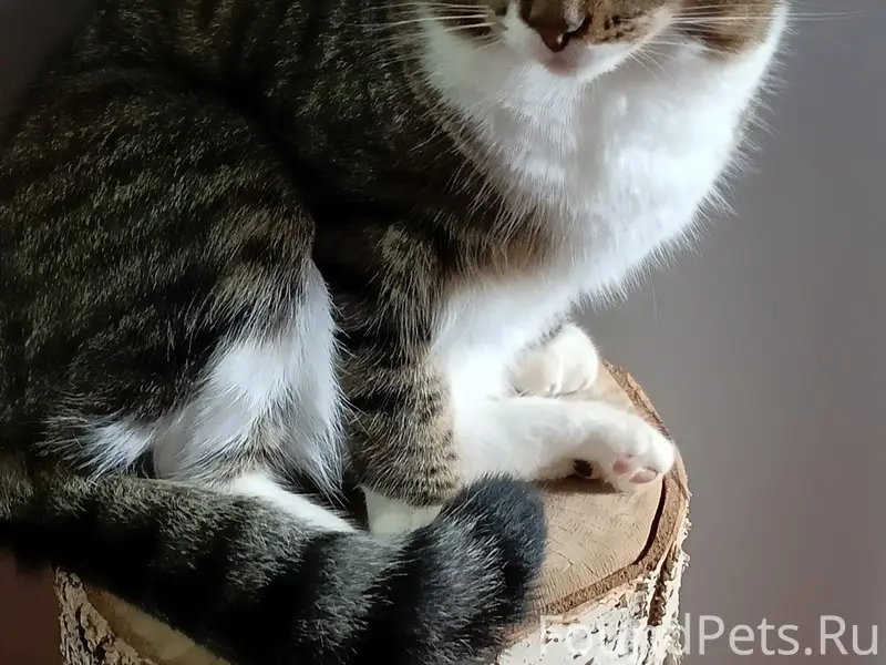 Пропал кот Леон, Рабочая, 27