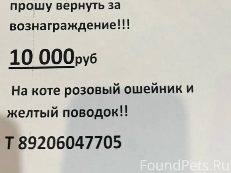 Пропал кот, Бежица, ул. Куйбышева 11