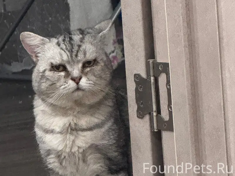 Пропал кот Жулик, За Линией