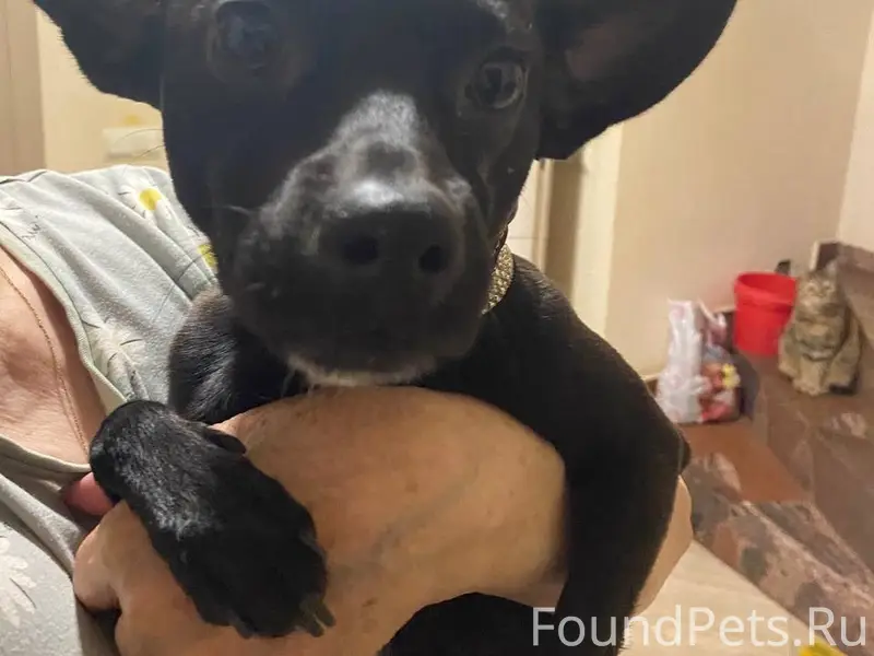 Пропал пинчер, СНТ Победа