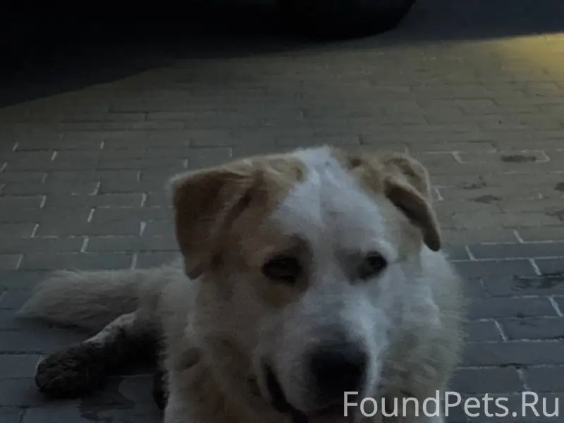 Найден тип собака, Островцы