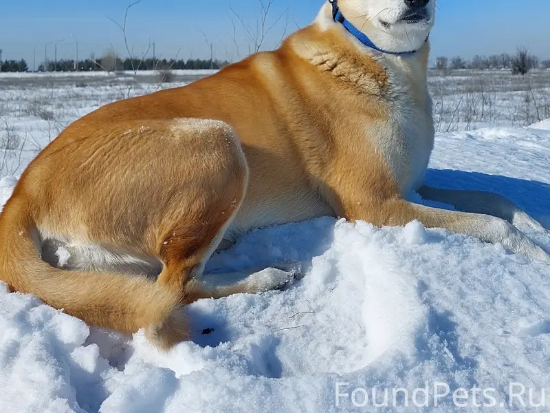 Пропала собака Лакки, Волжский
