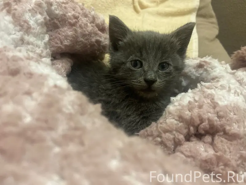 Найден котёнок, Сочи