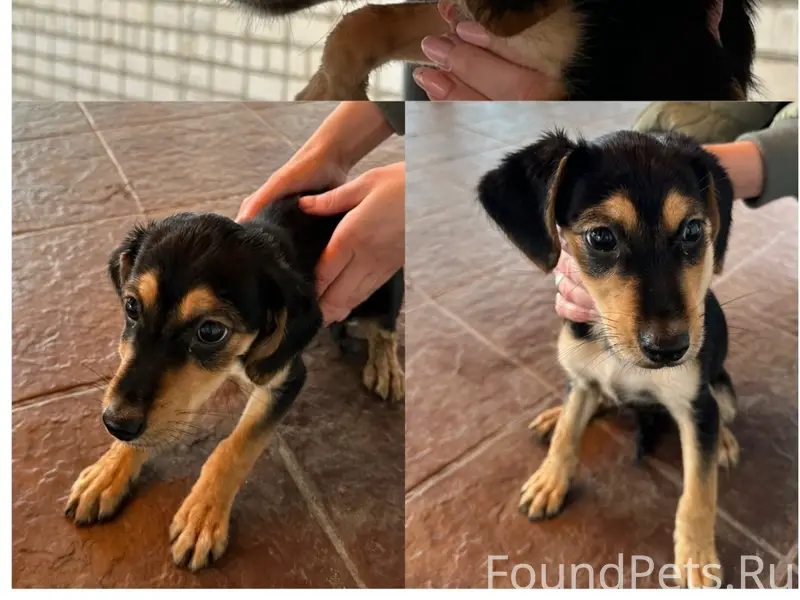 Найден щенок, предположительно охотничьей породы, рц 'Доблесть'