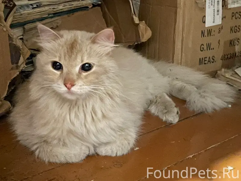 Найдена кремовая кошка, пр-т Урицкого