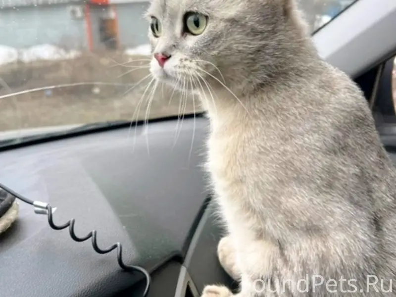 Найден кот, Собинка, ул. Чайковского