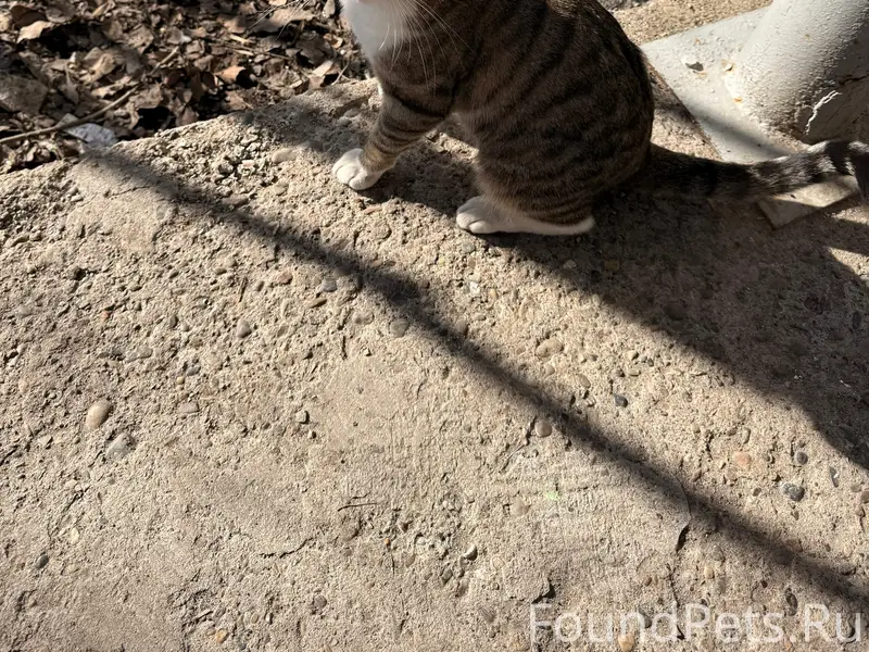 Найден котик, Пролетарская