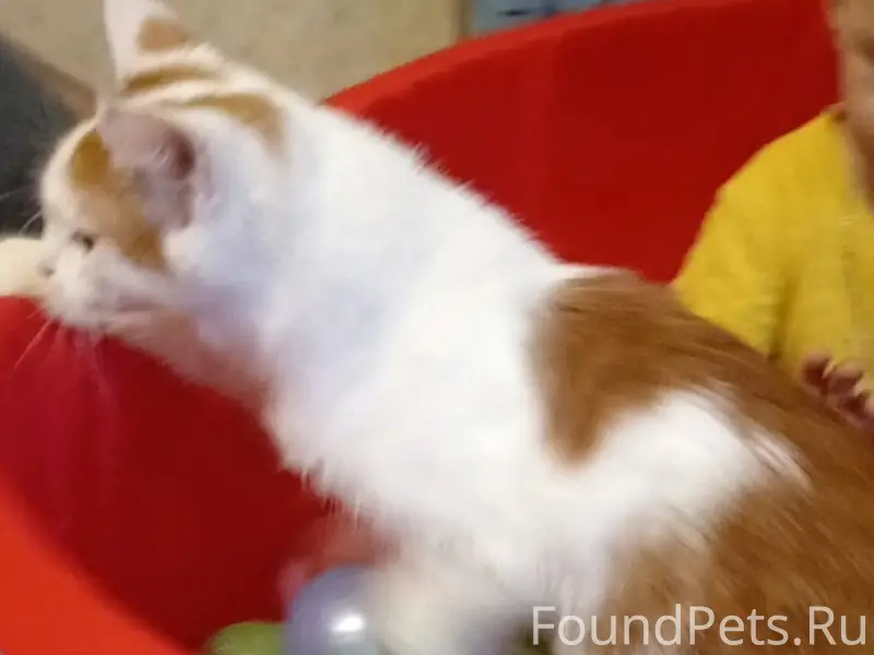 Пропал кот Мейсен, Мичуринск, Кочетовка 3