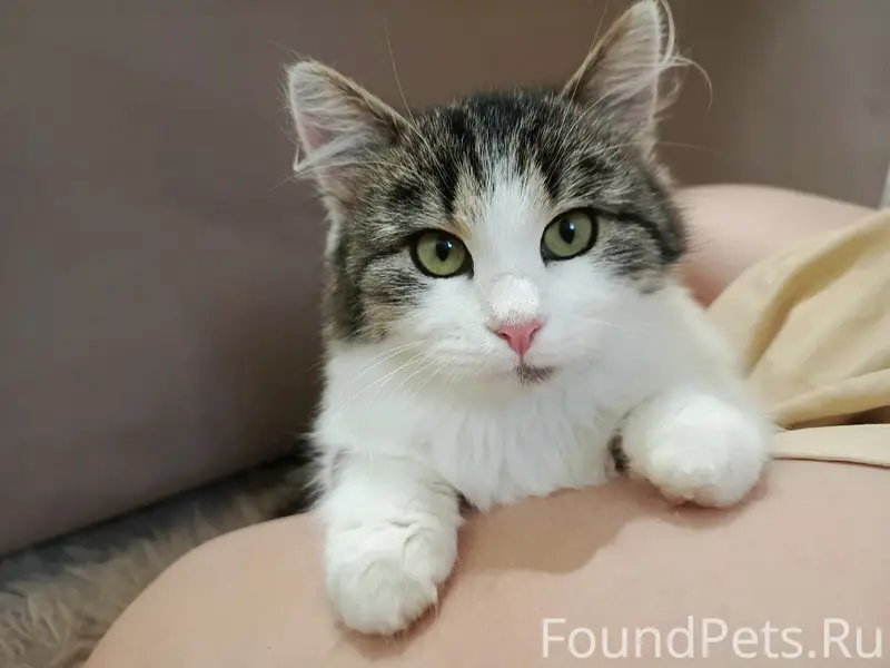 Пропала кошка, район Хвойный 2