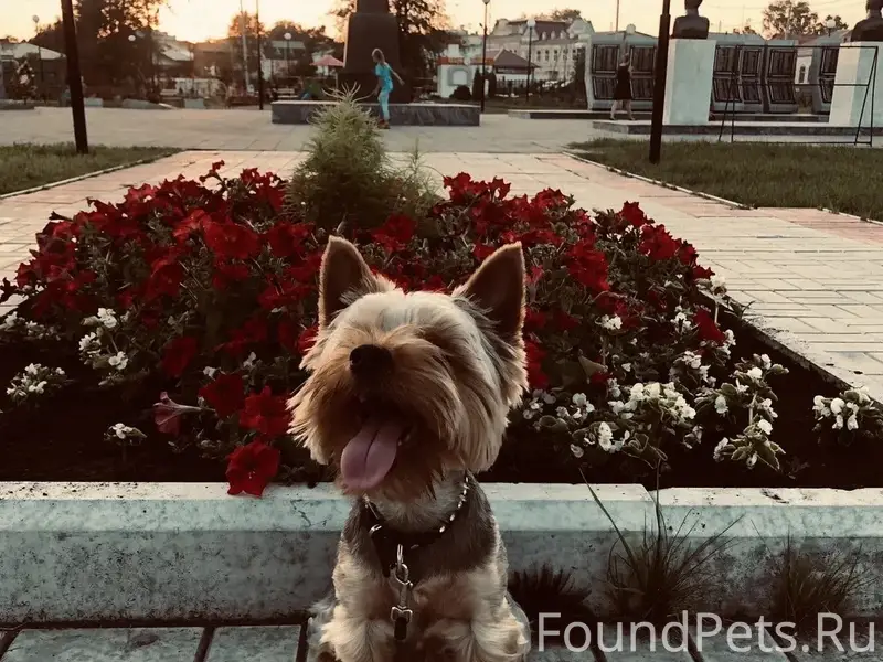 Пропал йоркширский терьер, город