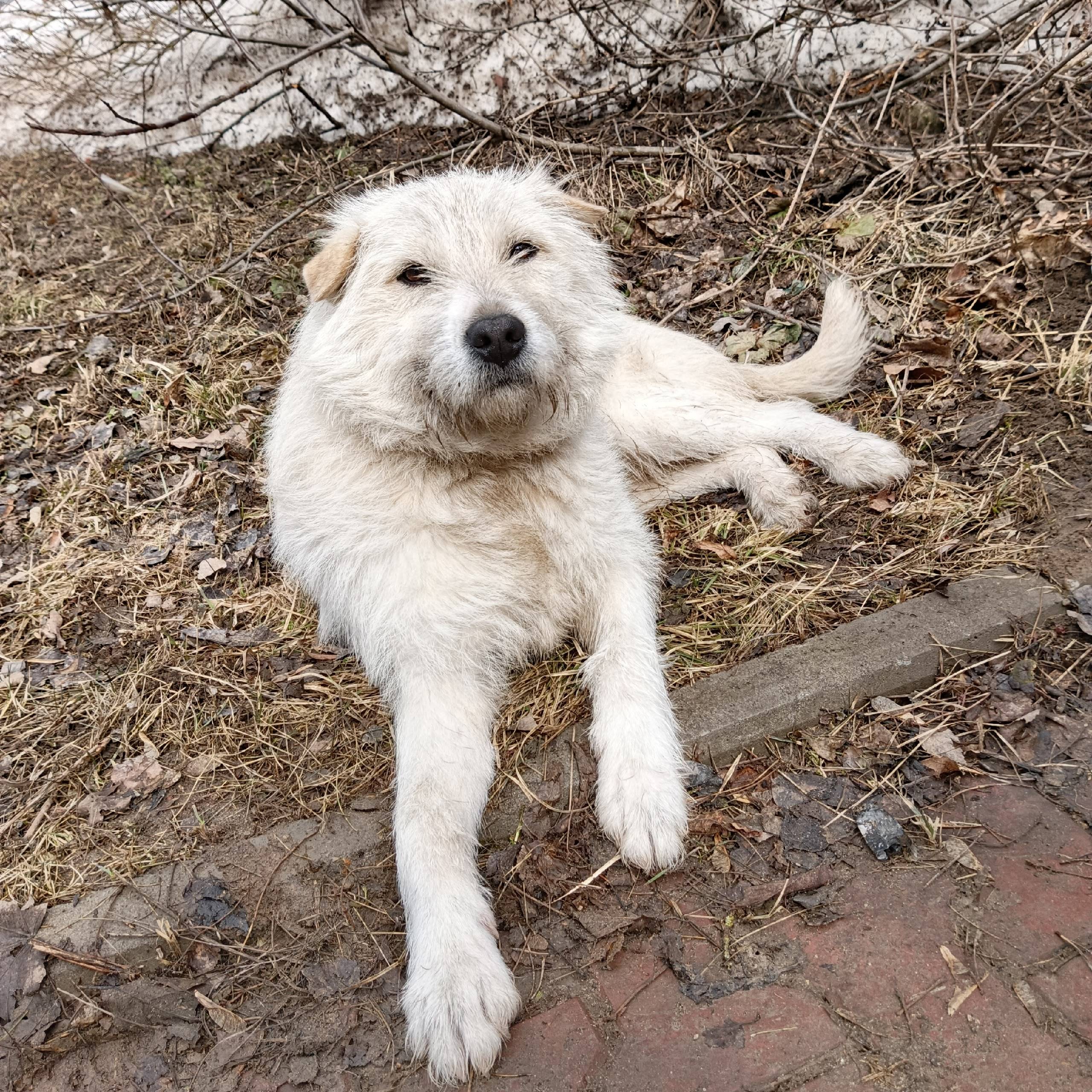 Найден пёс, село Яковлево